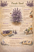 Basil Herb Guide Print Set • Italian, Thai, Purple Botanical Art (Instant Download)